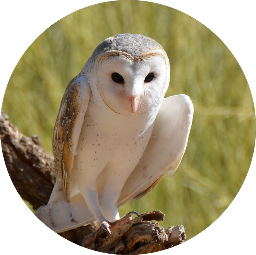 Schleiereulen Schleiereulen